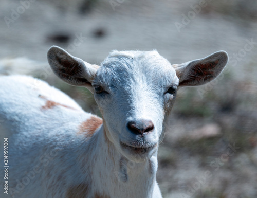 Portrait of a Goat