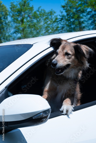 Dog in a Car
