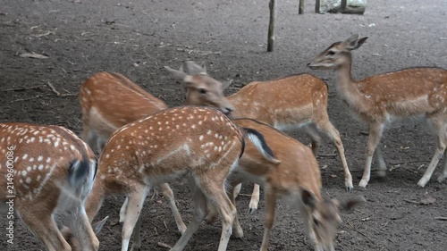 Fallow deer herd with spotted coats resting and feeding in a green environment. Excellent for fauna and conservation footage needs.