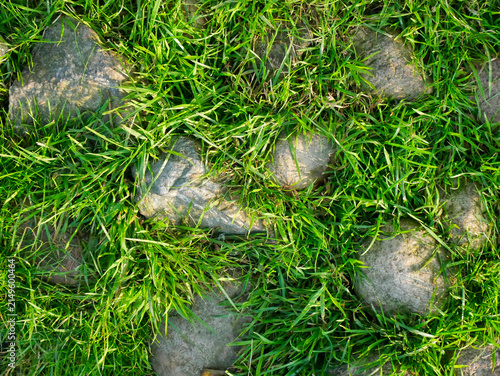 Fotografie Natural background of green grass growing around grey stones and rocks in a gard