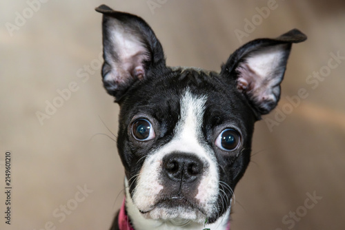 Obraz na płótnie Wide-Eyed Wonder: A Close-Up Studio Portrait of an Alert Boston Terrier Puppy