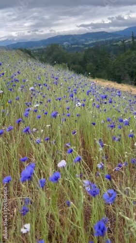 Cornflowers in the wind vertical, Oregon