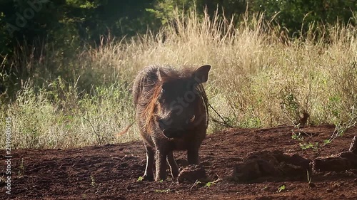 Common warthog backlit eating on elephant dung at dawn in greater Kruger National park, South Africa ; Specie Phacochoerus africanus family of Suidae