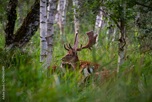 Obraz na płótnie Fallow deer buck with palmate antlers resting in tall grass among birch trees