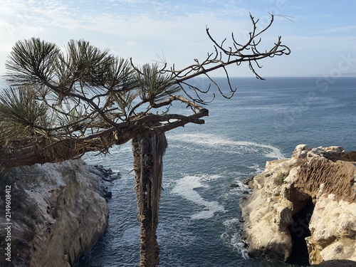Принти на полотні A scenic view of a beautiful coastal cove and cliffs in La Jolla, California, framed through pine tree branches and a dead palm trunk