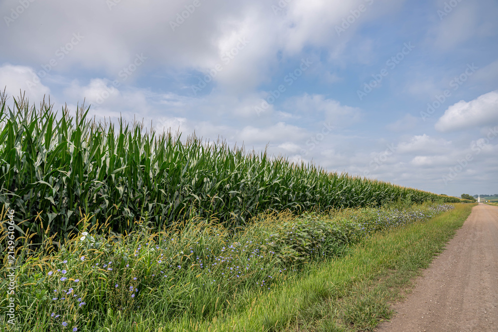 Obraz premium Iowa corn