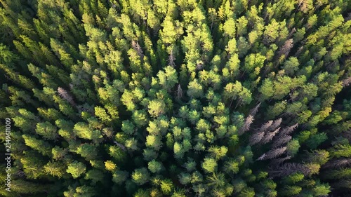 Aerial drone footage of diverse forest with different types of trees. 