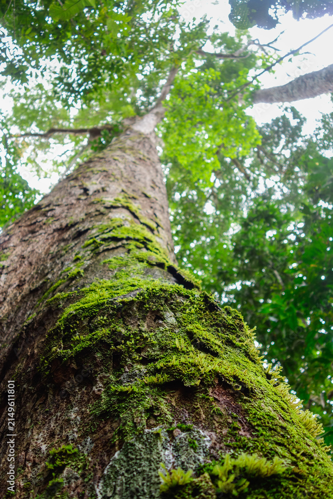 Fototapeta premium Low angle of moss covered trunk of a centuries old tree in Amazon rainforest, found in Brazil
