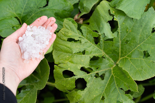 Hand holding hailstones with damaged garden leaves