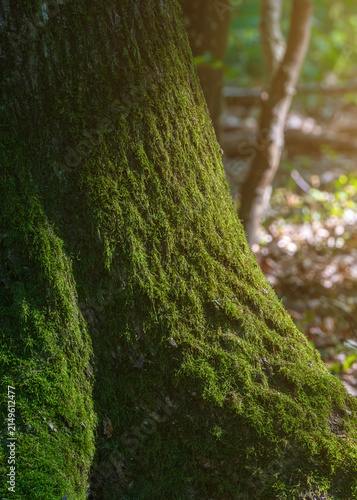 Obraz na płótnie Moss covers a tree trunk in a forest during daylight hours