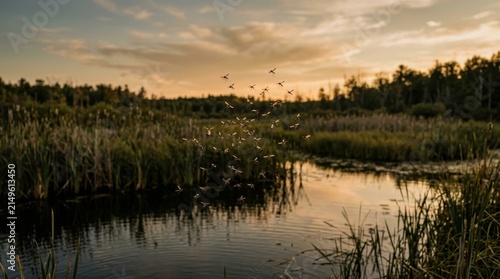 Swarm of mosquitoes flying over a marshy wetland at sunset for West Nile virus awareness