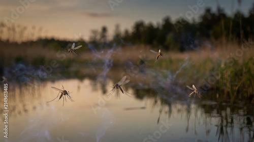 Group of Mosquitoes Flying Over a Still Pond at Sunset Representing West Nile Virus Risk