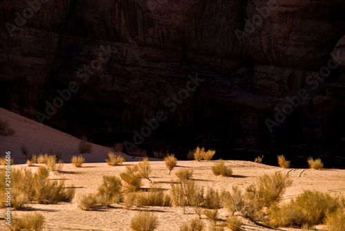 фотографія Desert grasses beneath sandstone cliffs, Wadi Rum