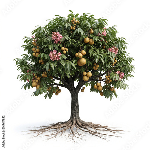 Bacuri tree, mature full tree bearing round yellow-brown bacuri fruits, exposed visible roots, 11 ratio, isolated on seamless pure white background, centered composition