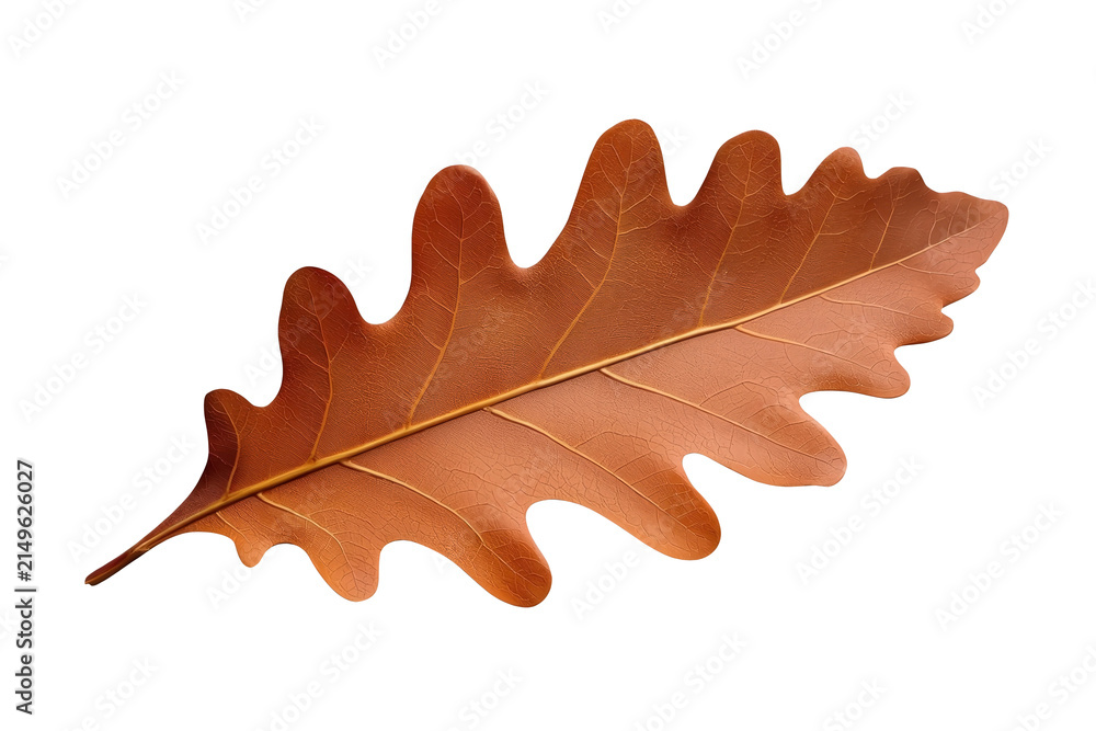 Fototapeta premium Warm brown dried oak leaf with softly curled lobes