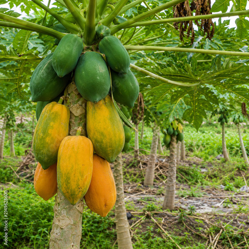 papaya in garden