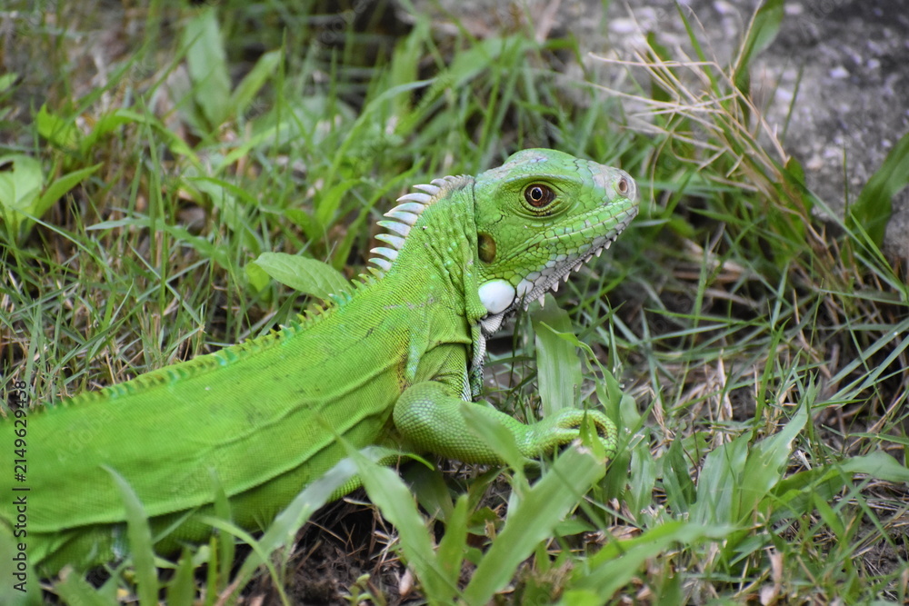 Fototapeta premium A vibrant green iguana (Iguana iguana), in a grassy area in Bejucal, Trinidad and Tobago.
