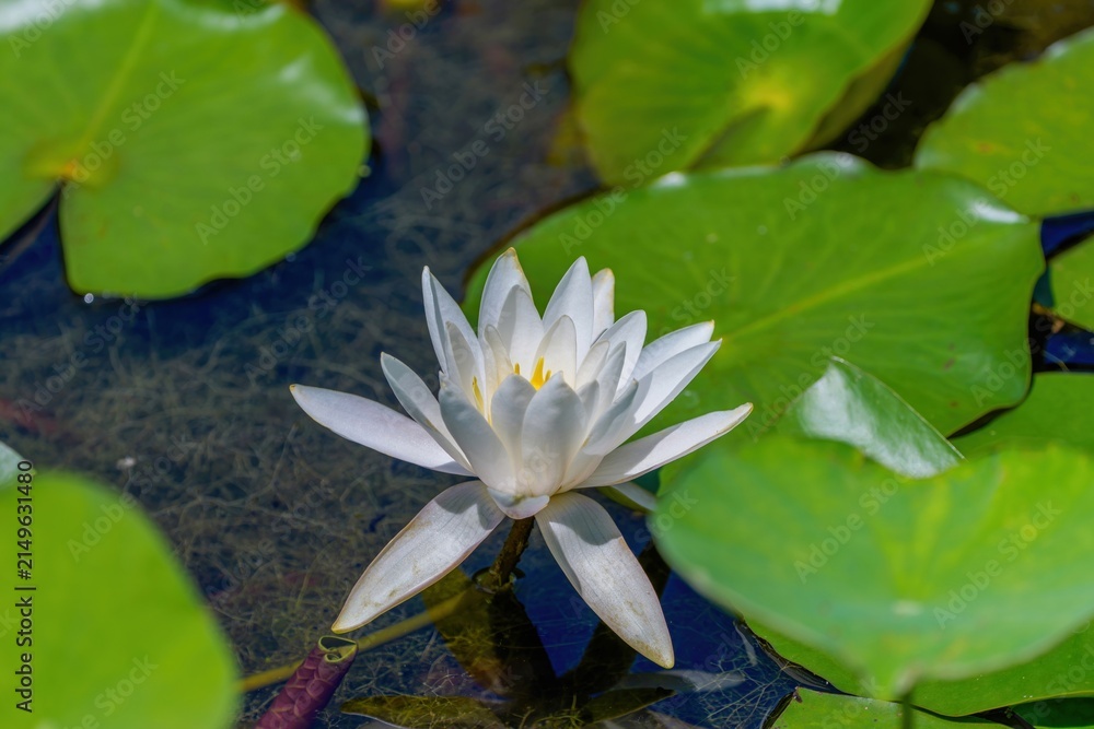水辺の花」の写真素材 | 28,693件の無料イラスト画像 | Adobe Stock