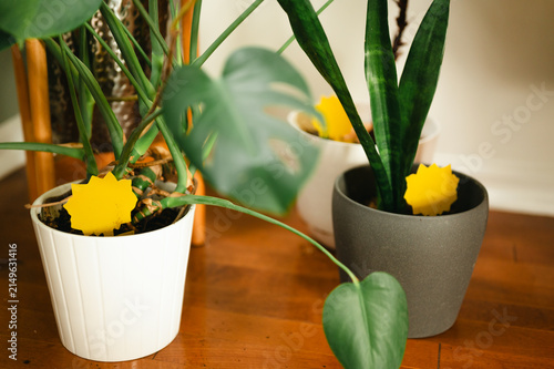 Monstera and snake plant houseplants with yellow sticky traps for fungus gnat control indoors