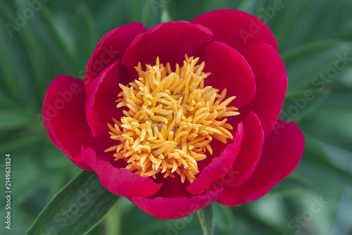 Peony, Paeonia Scarlet Ohara Red Flower, Close Up View from the Top