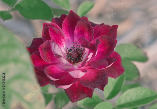 Pink Rose Close-up View, Nature Art with Blurred Background