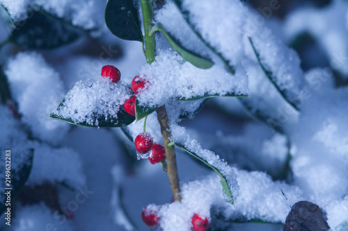 Holly Berries and Snow; Close-up Winter Botanical Nature Scene