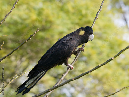 Yellow-tailed Black Cockatoo (Zanda funerea) perched on a branch with backlit out of focus trees with green leaves in landscape view.