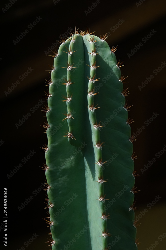 Fototapeta premium close up cactus