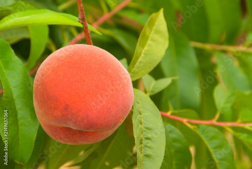 Fotografía Red Haven peach orchard, Olson Peaches, Marion County, Oregon