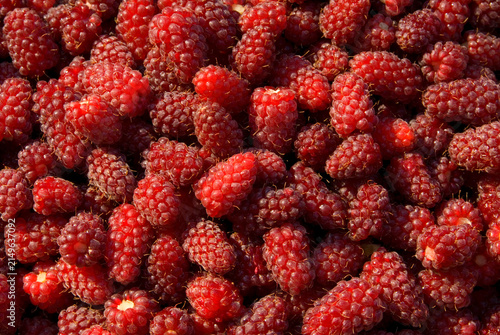 Картината върху платно Loganberries, Marion County, Oregon