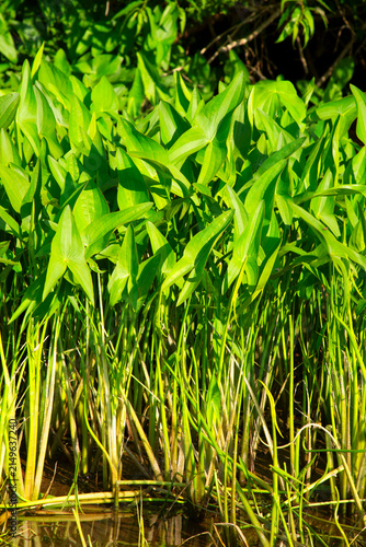 Obraz na płótnie Broadleaf arrowhead (Sagittaria latifolia) or wapato, Willamette River Greenway,