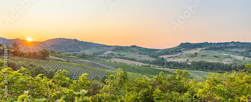 Quadro su tela Sunset in vineyards in Orvieto Italy
