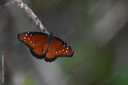 Quadro su tela Queen butterfly on a twig