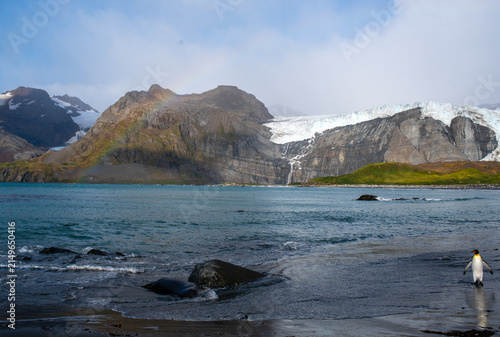 Bild auf Leinwand South Georgia Island with king penguin