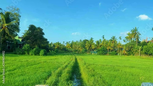 Green Field Under Blue Sky in Sri Lankan Countryside