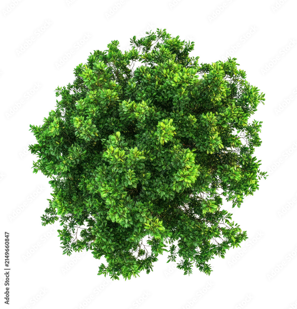 Obraz premium PNG Green jungle tree background view top.
