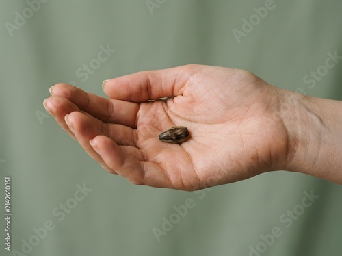Single seed resting in an open palm, patience concept