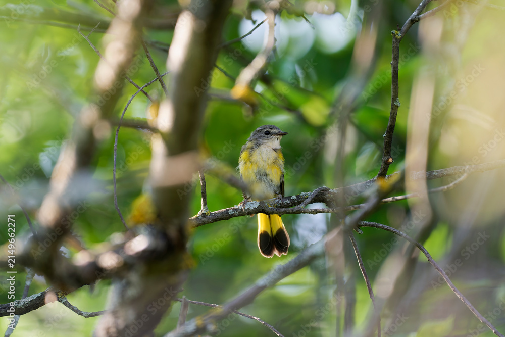 Obraz premium A female american redstart (Setophaga ruticilla) among the leaves of a tree (Quebec, Canada)