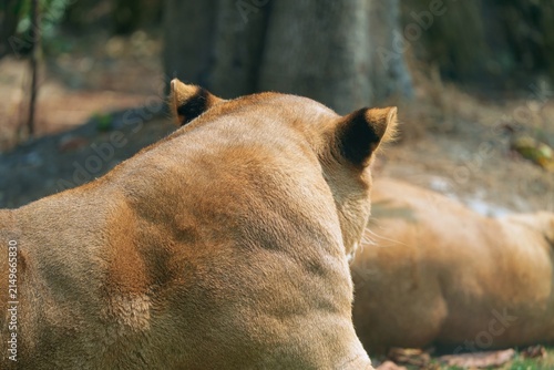 back portrait of female lion loafing inside the glass exhibit in the zoo, lioness enjoying afternoon