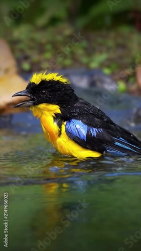 A vibrant yellow-crowned manakin bathing in a shallow forest stream