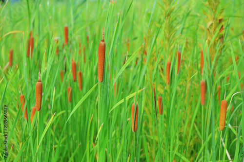 Obraz na plátně Brown cattails growing amongst vibrant green grass in summer