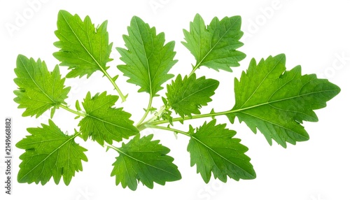Vibrant green ivy leaves cluster closeup.