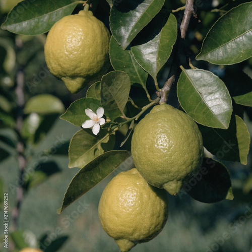 Green three Lemon hanging tree with lemon flower in garden, Green Lemon tree in natural background
