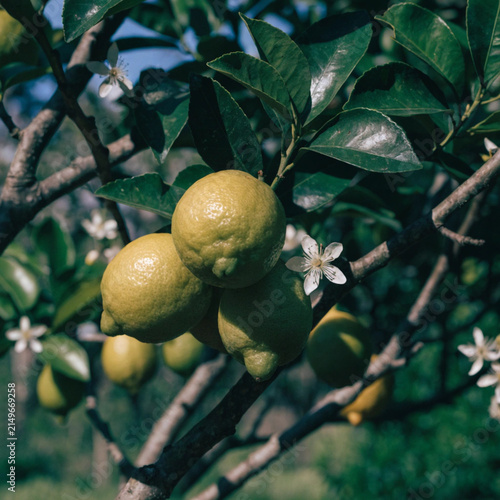 Green Lemon hanging tree with lemon flower in garden, Green Lemon tree in natural background
