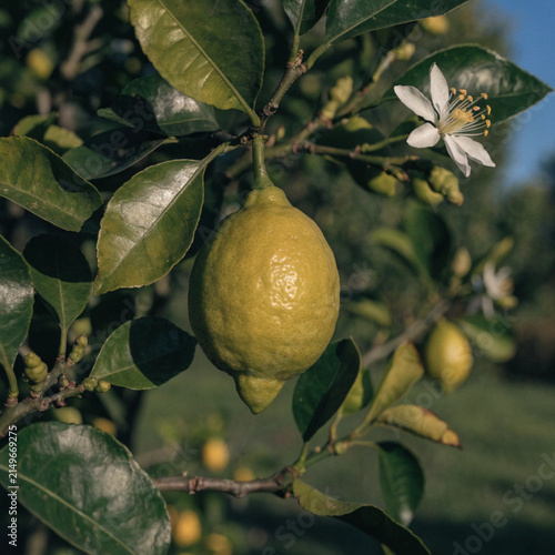 Green Lemon hanging tree with lemon flower in garden, Green Lemon tree in natural background

