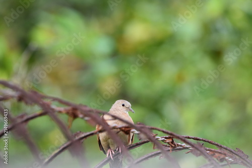 Cuadro en lienzo A Ruddy Ground Dove (Columbina talpacoti), perched on a rusty wire fence in Bejucal, Trinidad and Tobago