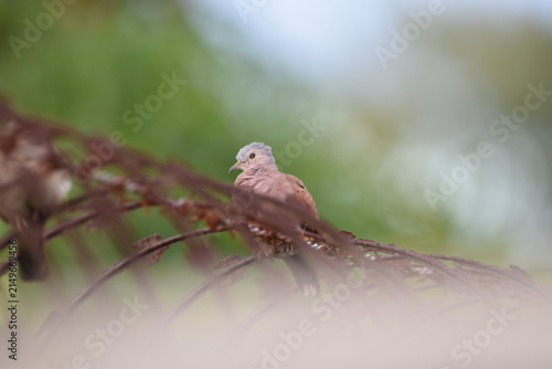 Fotografía A Ruddy Ground Dove (Columbina talpacoti), perched on a rusty wire fence in Bejucal, Trinidad and Tobago
