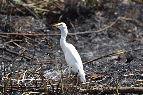 Bild auf Leinwand Cattle Egret (Bubulcus ibis), which is the most common egret species found throughout Trinidad and Tobago