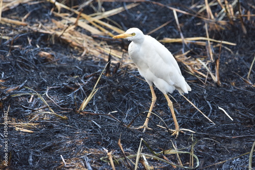 Foto Cattle Egret (Bubulcus ibis), which is the most common egret species found throughout Trinidad and Tobago