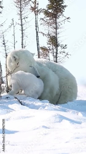 A mother polar bear with her two cubs resting in the snowy arctic wilderness